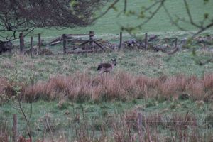  at The Field Shelter Guesthouse & Sanctuary in Blairgowrie