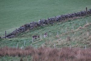  at The Field Shelter Guesthouse & Sanctuary in Blairgowrie
