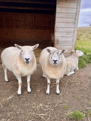 Sheep   at The Field Shelter Guesthouse & Sanctuary in Blairgowrie