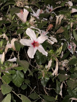 Rose of Sharon tree above table  at Pernera in Patmos