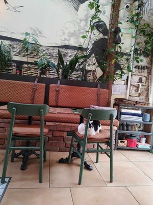 This cat feels at home at Pandora Greenbox in Split