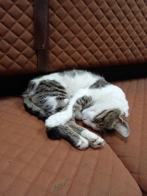  at Pandora Greenbox in Split