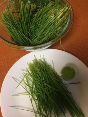 Fresh Wheatgrass - loaded with Living Light at Green Wave Cafe in Plantation