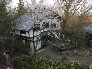 with Sakura, cherry blossom  at Ookinaki in Otsu