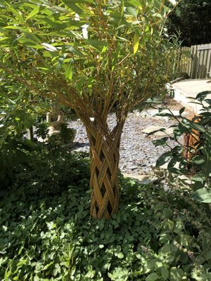 White willow at St Nectan's Glen in Tintagel