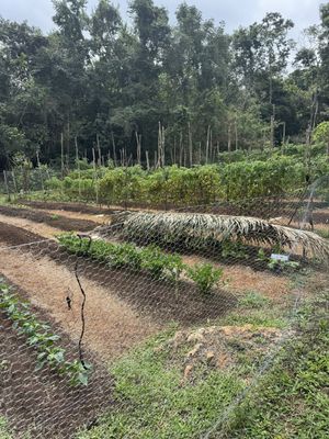   at Mariposa Jungle Lodge in San Antonio Cayo
