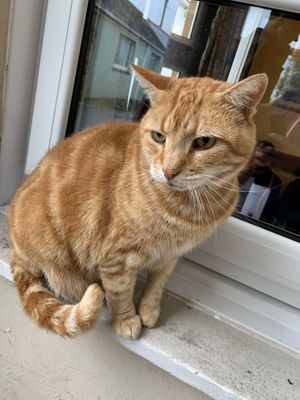 Pub cat at The Top House Inn in Helston