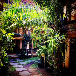 Indigo Garden.. at Indigo Herbal Kitchen in Ubud