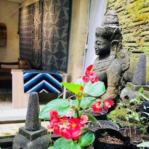 Begonia.. at Indigo Herbal Kitchen in Ubud