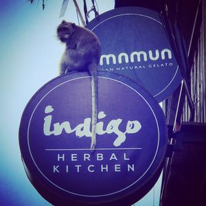 Indigo Monkey.. at Indigo Herbal Kitchen in Ubud