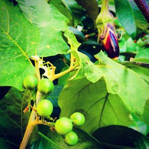 Indigo Terong.. at Indigo Herbal Kitchen in Ubud