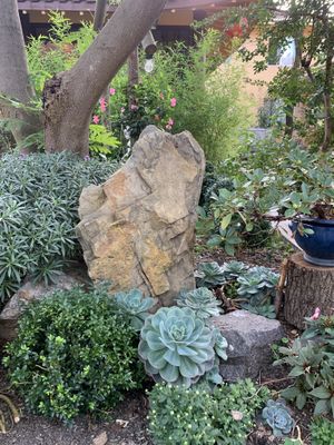 Succulents  at Karuna Vegie House  in Lyneham