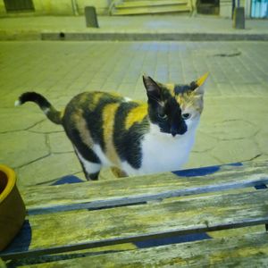 Dining companion at No 19 Dining in Istanbul