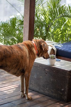 Home for everyone ❤️  at Human Bean in Canggu