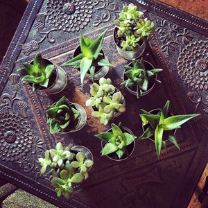 plant pots for the tables 🌱 at Cosmic Kitchen in Plymouth