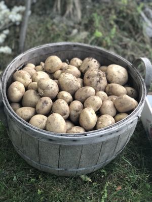 Some of the organic potato harvest at Olga Farm at Olga Gallery Cafe & Bistro in Coudersport