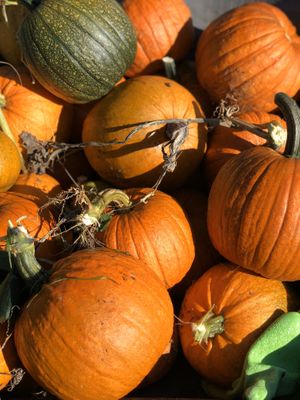 Olga had a great pumpkin harvest in her organic garden! at Olga Gallery Cafe & Bistro in Coudersport