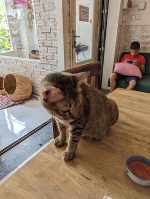 Cat 🙀 at Ministry of Cat in Phnom Penh