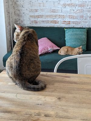 Cat 🙀 at Ministry of Cat in Phnom Penh