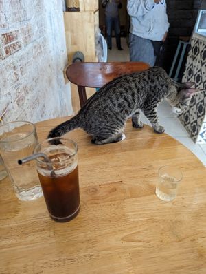  at Ministry of Cat in Phnom Penh