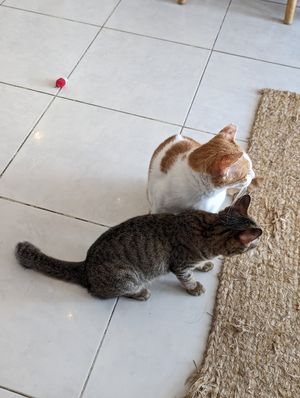  at Ministry of Cat in Phnom Penh