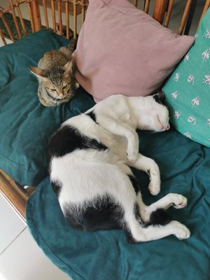  at Ministry of Cat in Phnom Penh