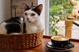 Cat next to coffee cup at Ministry of Cat at Ministry of Cat in Phnom Penh