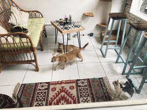 Cats! at Ministry of Cat in Phnom Penh