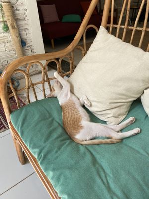 A baby cat at Ministry of Cat in Phnom Penh