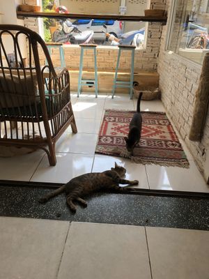 Cats hanging out at Ministry of Cat in Phnom Penh