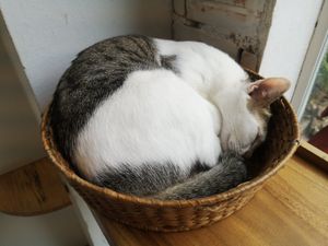 Cuddly Cats 😍 at Ministry of Cat in Phnom Penh