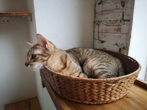 Cat in basket at Ministry of Cat in Phnom Penh