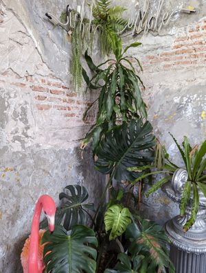  at Vistro in Bangkok