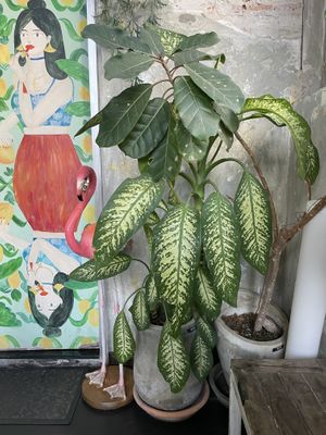  #Veganuary at Vistro in Bangkok