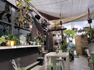 garden area at Oakland Coffee & Juice Bar in Oakland Park