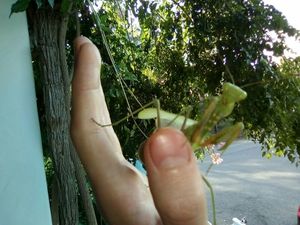 Natura at Bar Can Lima in Ibiza