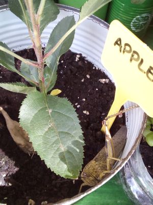 Con mi amigo Pepe at Bar Can Lima in Ibiza