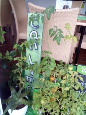 Little organic vegetables garden at Bar Can Lima in Ibiza