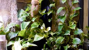 interior at Galaxy Rune in Seattle