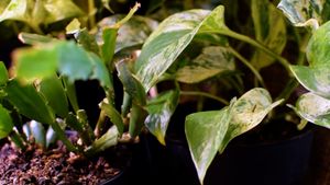 interior at Galaxy Rune in Seattle