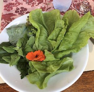 Organic salad fresh from their garden at Permita Ser in Santa Catarina
