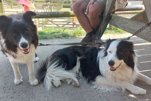 Dogs had shade, water, and even some treats! at Flicka Donkey Sanctuary in Penryn