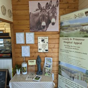  at Flicka Donkey Sanctuary in Penryn