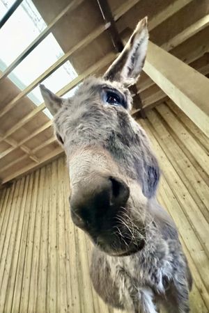 Donkeys! Donkeys! Donkeys! 😍  at Flicka Donkey Sanctuary in Penryn