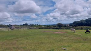  at Flicka Donkey Sanctuary in Penryn