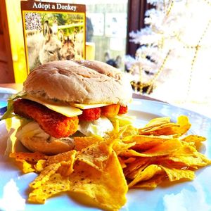  at Flicka Donkey Sanctuary in Penryn