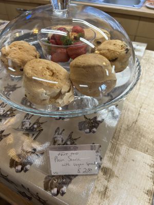Scones  at Flicka Donkey Sanctuary in Penryn