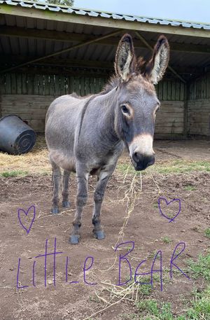 ‘Little Bear'  at Flicka Donkey Sanctuary in Penryn