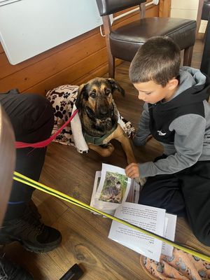   at Flicka Donkey Sanctuary in Penryn