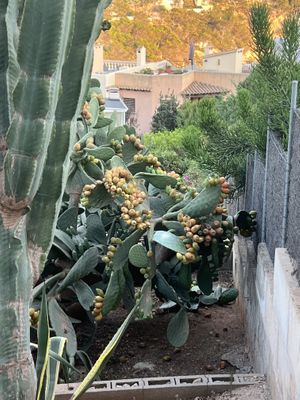   at Donna Vegana in Mallorca